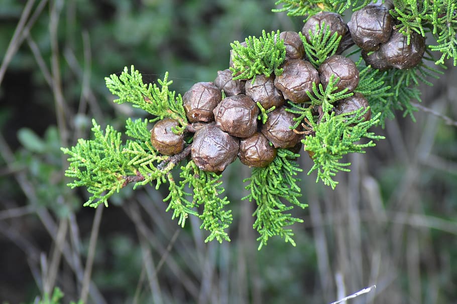 cypress, cone, tree, branches, conifer, wood, needles, green, animal wildlife, plant