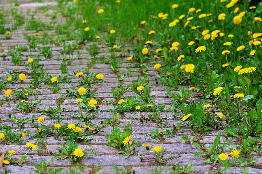 dandelion, patch, paving stones, grow, overgrown, flower, plant, nature, growth, flowering plant
