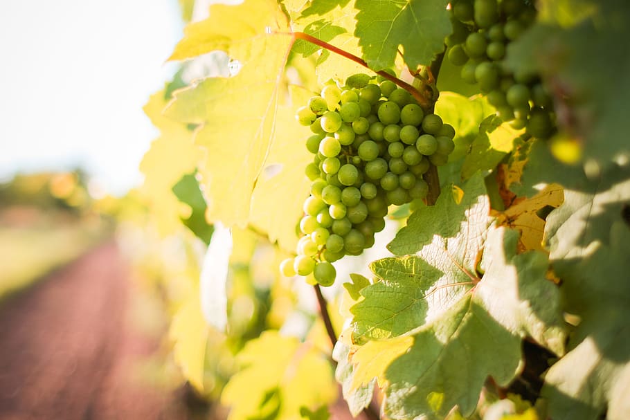 white, grapes grapevine, vineyard, farming, food, grapes, grapevine, growing, nature, ripe
