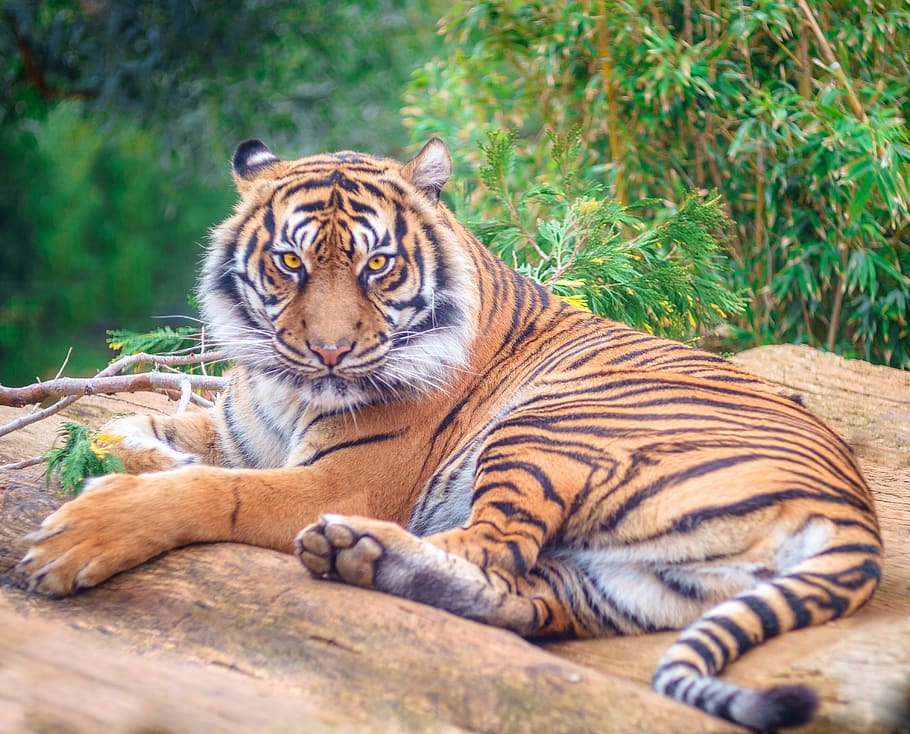 tigre, felino, gato, selvagem, predador, perigoso, espécies ameaçadas de extinção, olhar, mamífero, temas animais