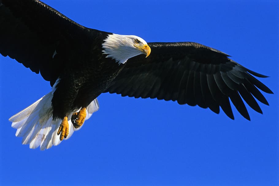 eagle, bald, soaring, bird, raptor, flight, flying, wild, wildlife, nature