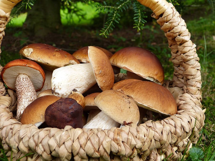 mushrooms, porcini mushrooms, maroni, red, basket, forest, trees, search, nature, collect