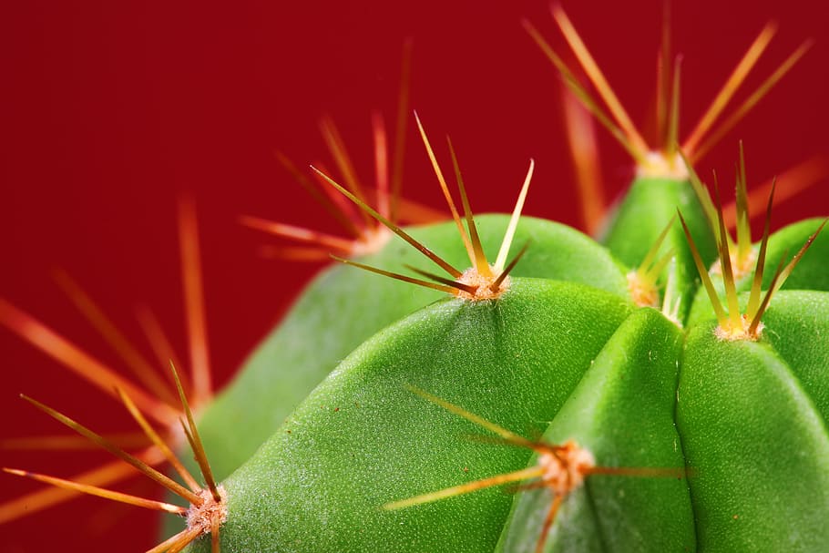 cactus, primer plano, verde, crecer, crecimiento, macro, natural, planta, rojo, fuerte