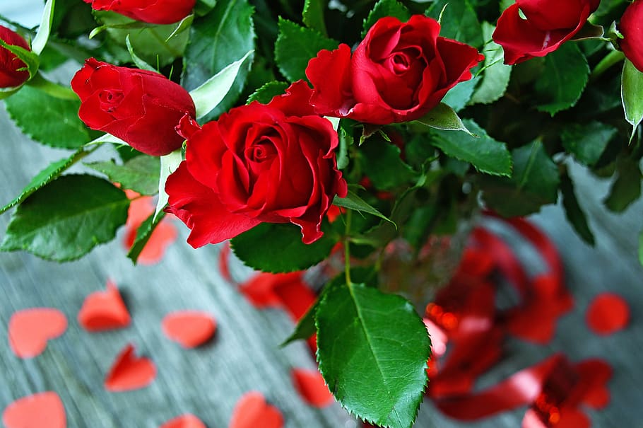 rose, rose petals, red rose, romantic, love, romance, nature, pink, wallpaper, flowers