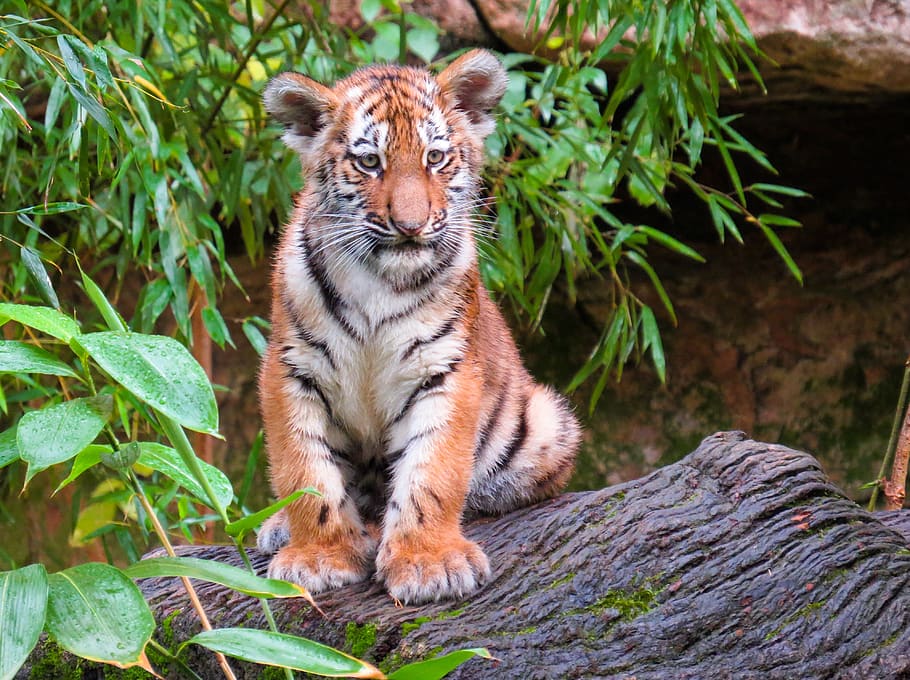 animal world, tiger, young animal, young tiger, tiger cub, cute, close up, stripes, big cat, animal