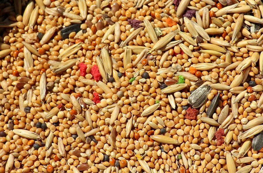 biji-bijian, jagung, millet, gandum, alam, makanan, burung, untuk burung, hewan, sekelompok besar objek