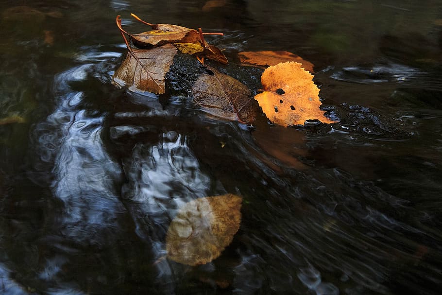 colorido otoño stream., otoño, fondo, hermosa, follaje, bosque, dorado, verde, hojas, natural