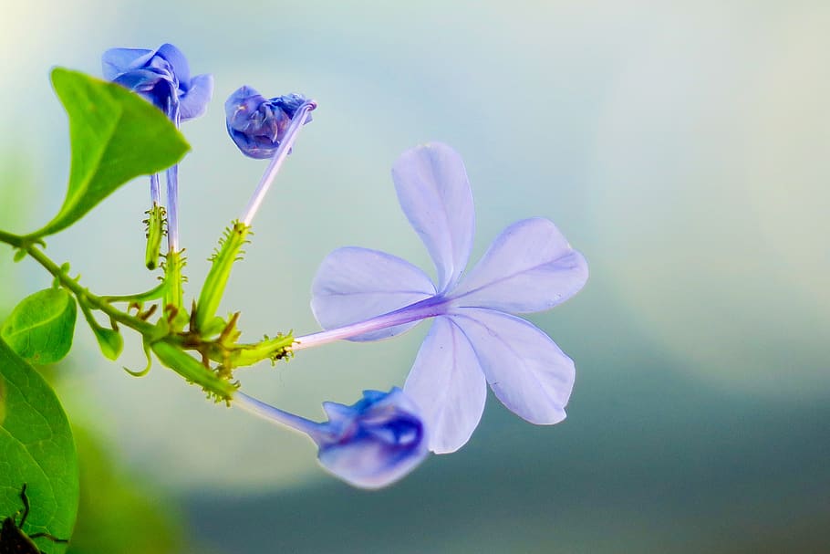 bunga biru dan, bunga, tanaman, alam, mekar, hijau biru, cahaya, alami, berbunga, hua xie