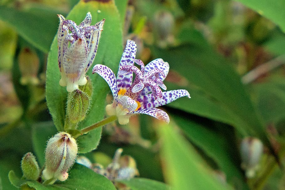 toad lily, shade, loving, perennial, plant, orchid-like flowers, come, bloom, late, summer-early fall