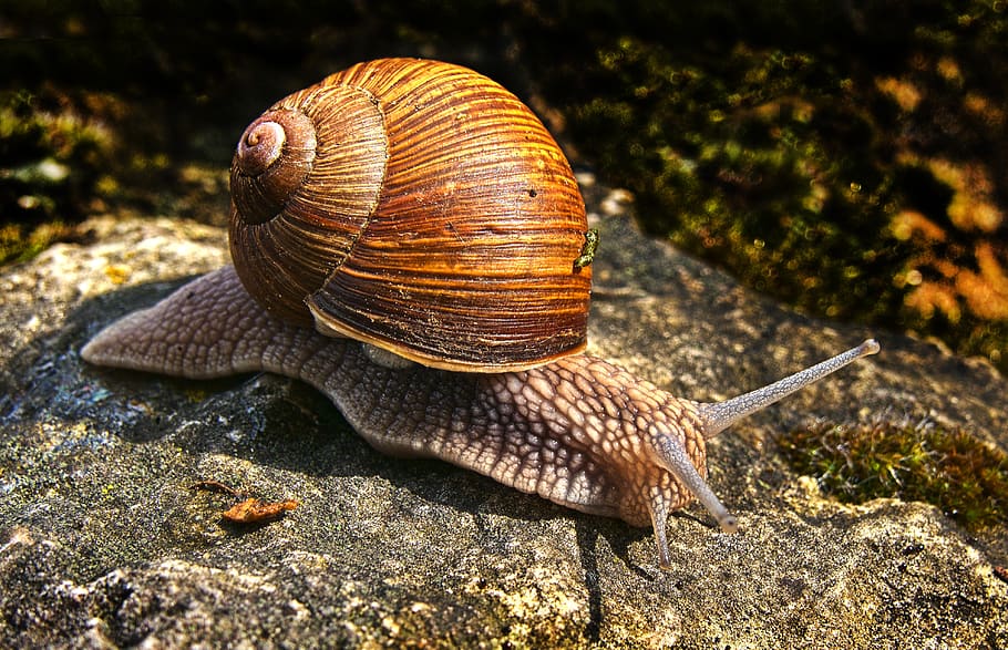  snail  bauchfuesser snail  shell crawl shell mollusk 