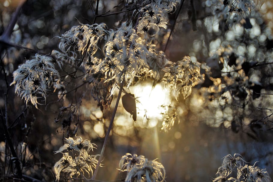 shine through, sun, flowering, climbing, tufts, flowers, winter, withered, frozen, fine