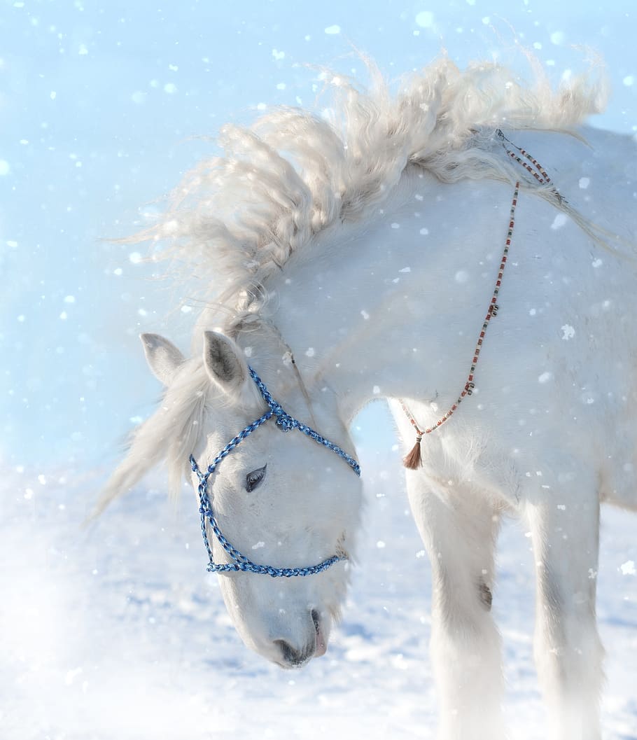 horse, snow, animal, winter, cold, outdoors, unicorn, equine, horses, snowfall
