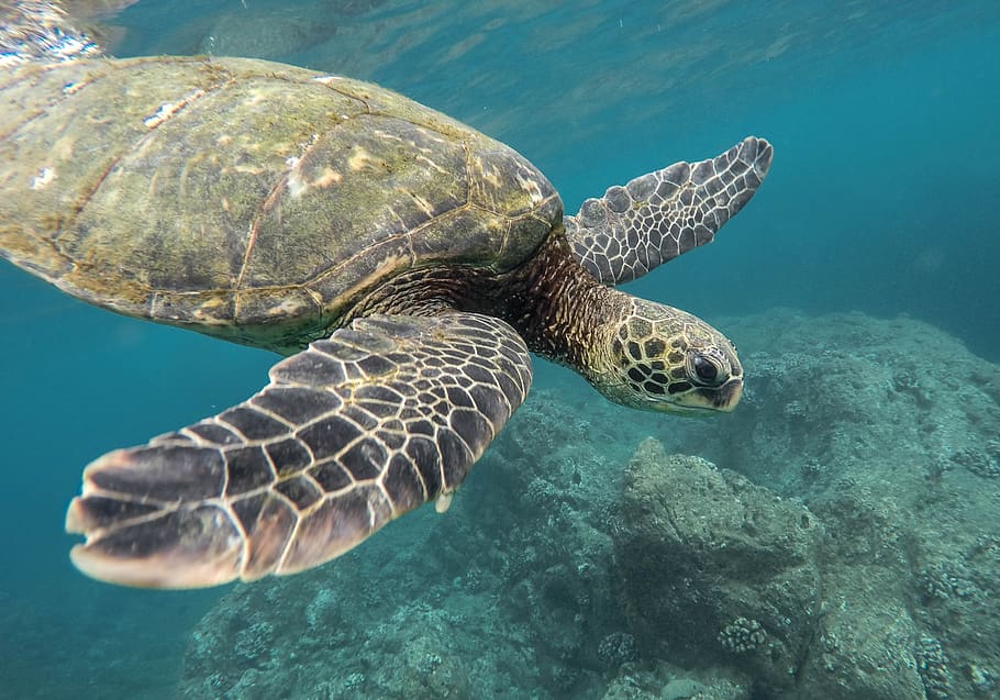 animal, turtle, coral reef, ocean, sea, swimming, tortoise, underwater, water, wildlife