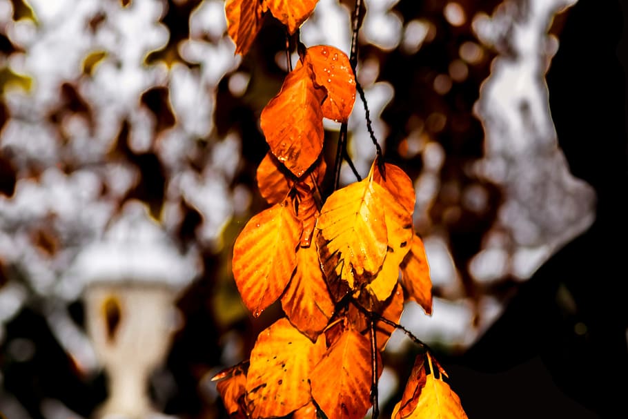 leaves, autumn, fall, nature, trees, branches, outdoors, leaf, orange color, plant part