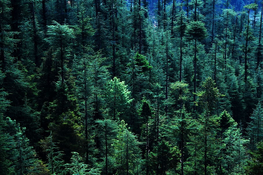 bosque, árbol, pino, vista aérea, arbolado, madera de pino - material, fondos, paisaje, color verde, abeto