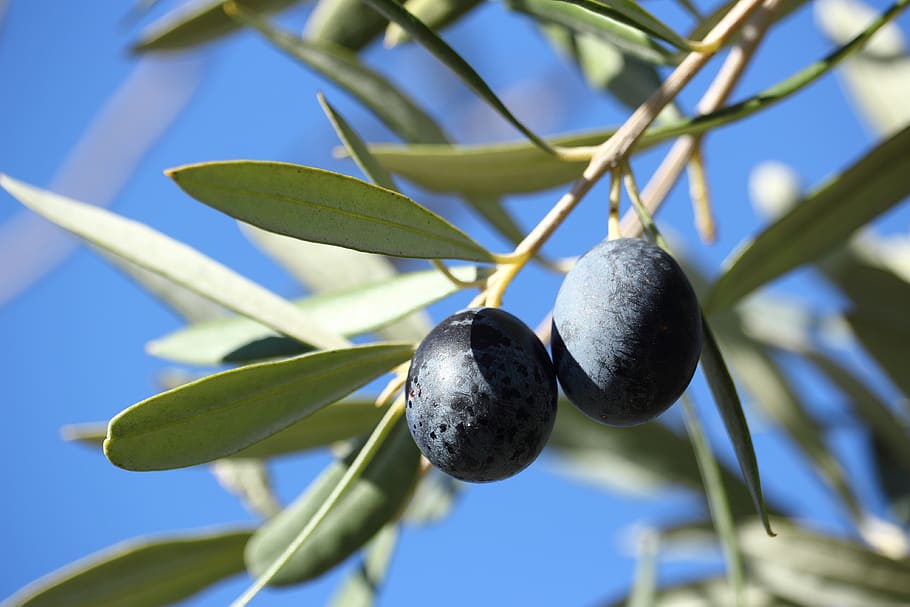 olivas, oliveira, árvore, folhas, ramos, comida, natureza, agricultura, fruta, alimentação saudável
