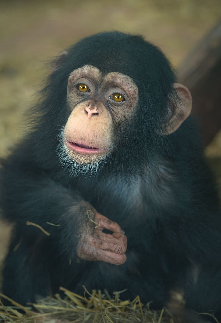 chimpancé, bebé, mono, sentimientos, mira, áfrica, primaria, primate, mamífero, fauna animal