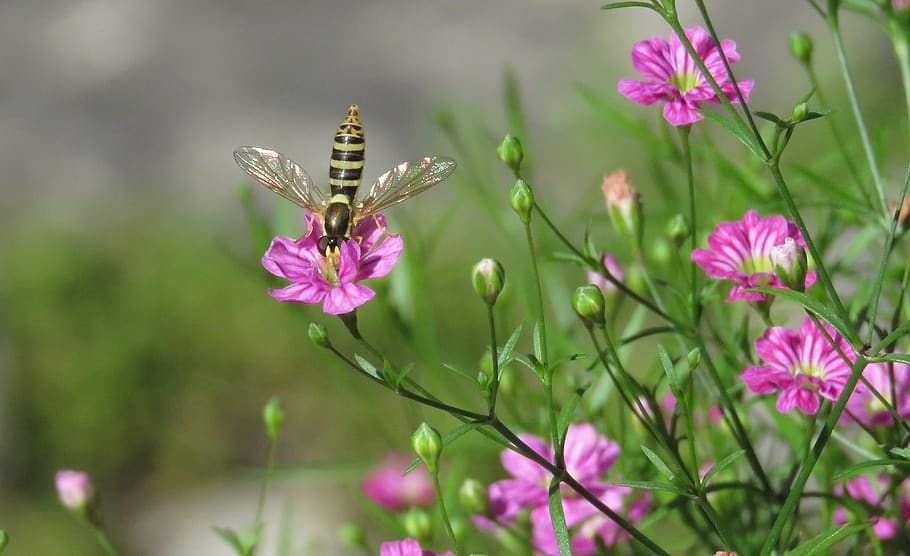 hoverfly, bee mimic, wings, baby's breath, insect, flowers, nature's helicopter, flowering plant, flower, plant