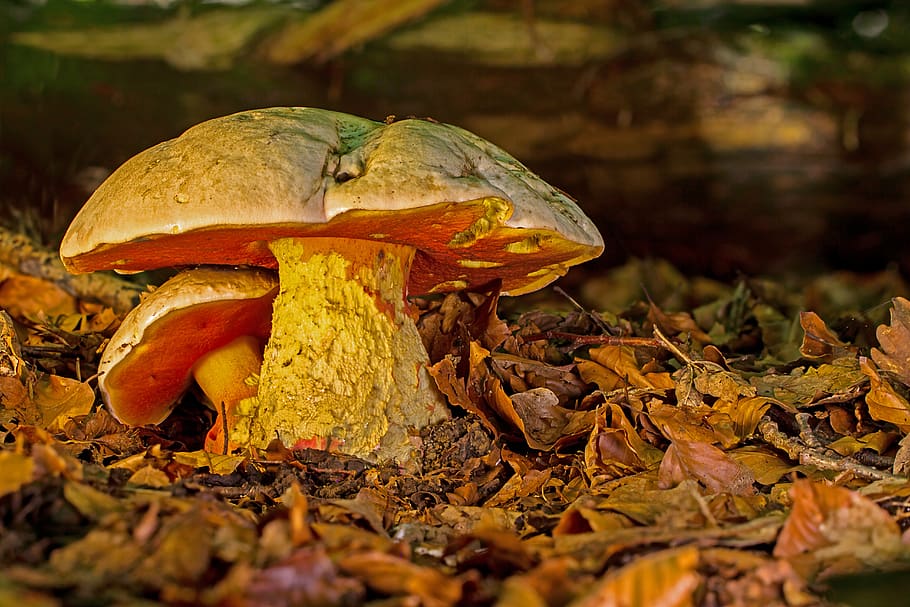 satan boletus, toadstool, mushroom, toxic, forest mushroom, rubroboletus satanas, leaf, plant part, nature, close-up