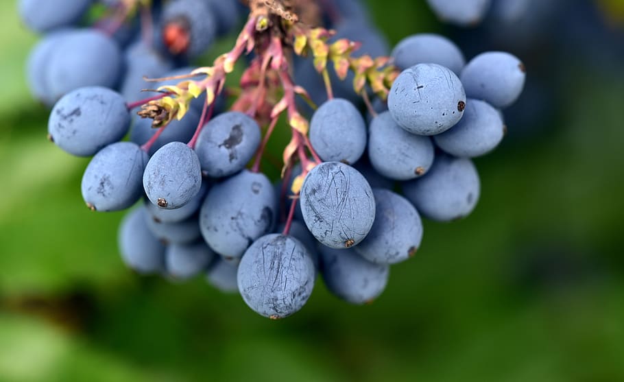 barberry, mahonia bealei, berries, berry blue, blue, fruits, bush, rowanberries, ornamental berries, bed