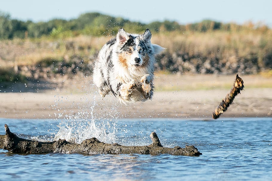 dog, water, nature, play, fun, jump, animal, wet, beach, race