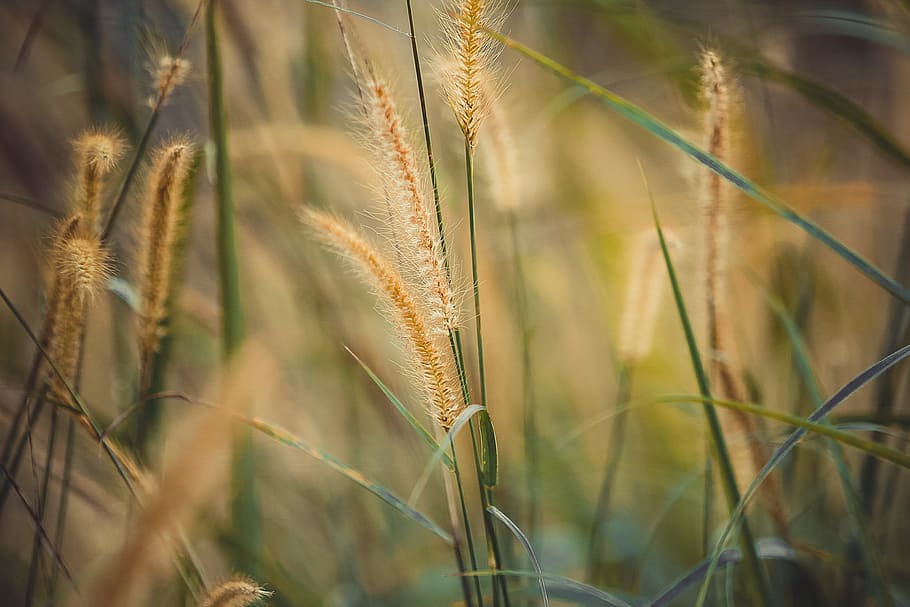 green, leaf, plant, nature, blur, outdoor, grass, cereal plant, crop, agriculture