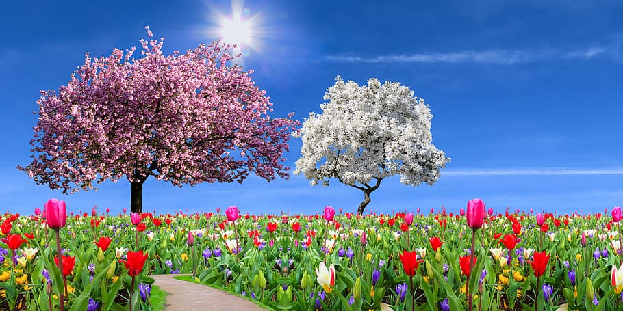 nature, landscape, garden, spring, season, flowers, tulips, daffodils, osterglocken, crocus