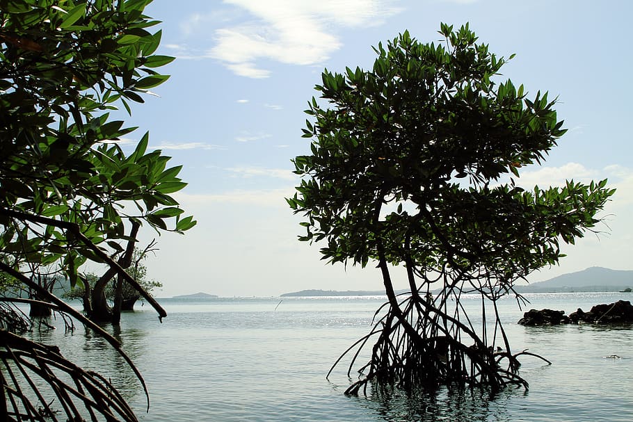 manglar, tailandia, naturaleza, phuket, verde, paisaje, asia, pantano, medio ambiente, agua