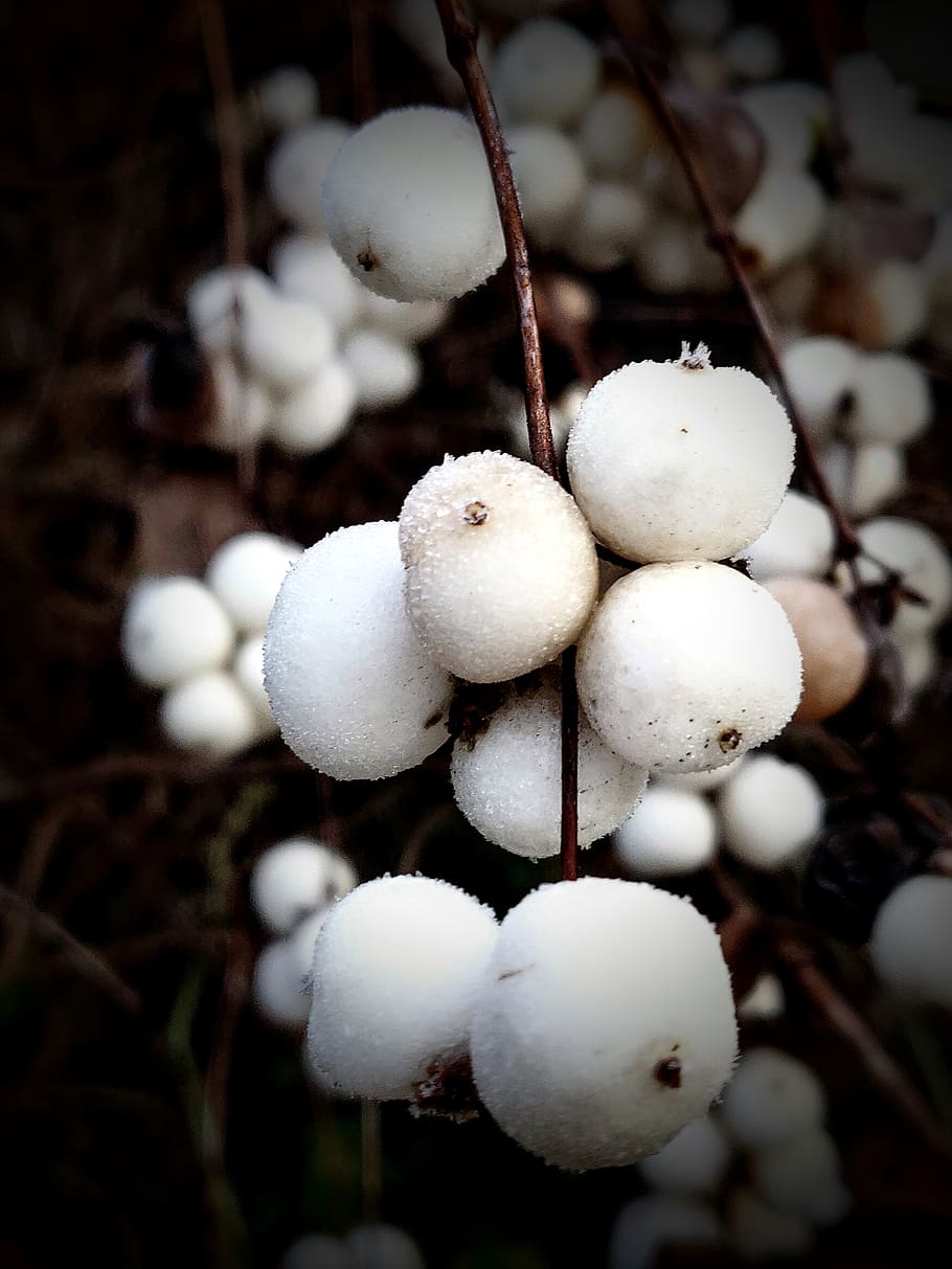 Snowball white. Дерево с круглыми белыми шариками. Цветы с белыми шариками. Белый шар на природе. Лук снежок белый.