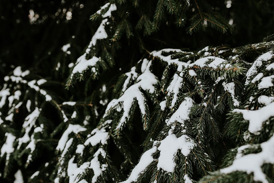 close-up, nevado, árvores, folhas, árvore, pinho, galho, filial, geada, inverno