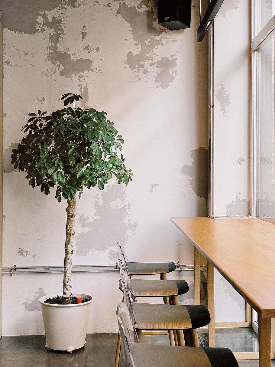 plant, tree, indooors, office, business, desk, seats, high, row, peeled paint