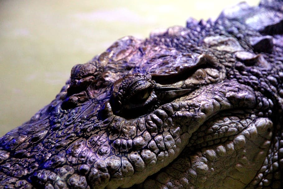 crocodile, nile crocodile, crocodylus niloticus, reptile, krupnyj plan, snout, closeup, dangerous, animal, predator