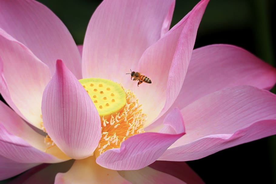 taiwan, taipei, lotus, botanical garden, flower, summer, bee, adopt honey, beautiful port, plant