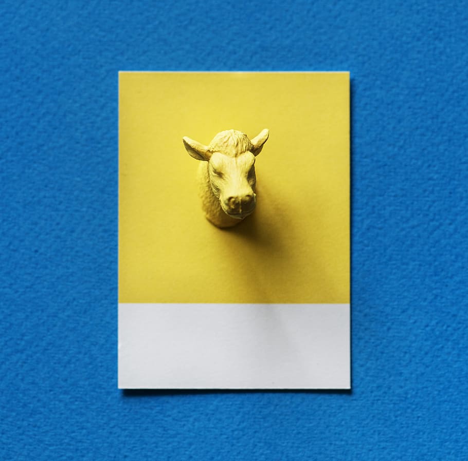 abstrato, fundo, touro, cabeça de touros, cartão, colorido, conceito, vaca, criativo, decoração