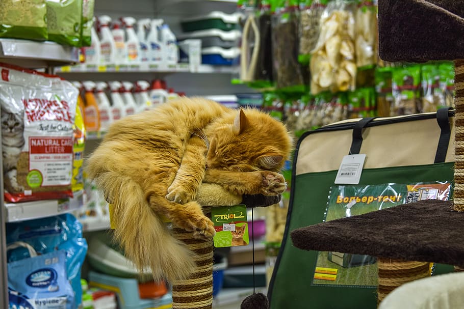 cat, bed, animal, retail, store, mammal, market, choice, variation, for sale