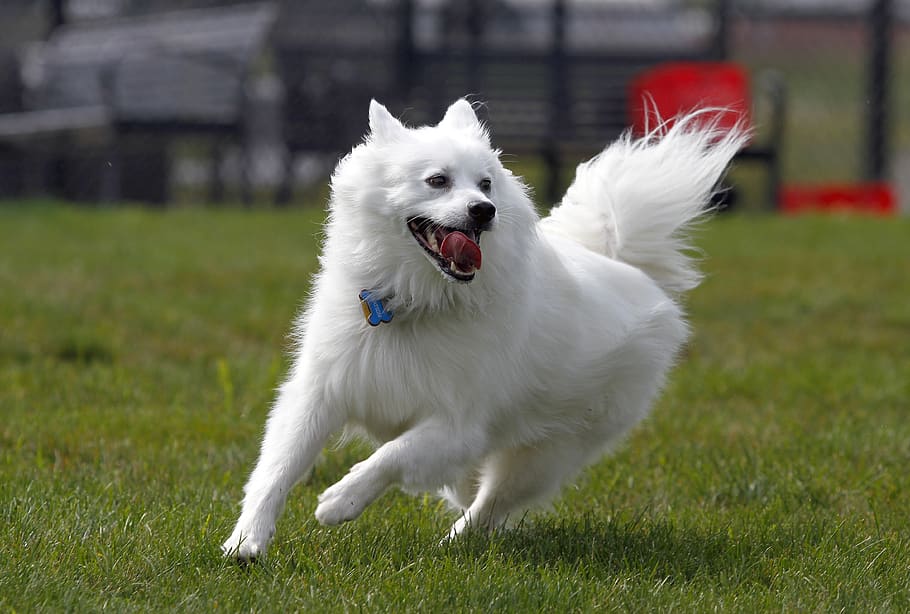 perro, esquimal americano, mascota, animal, lindo, blanco, corriendo, Doméstico, un animal, mascotas