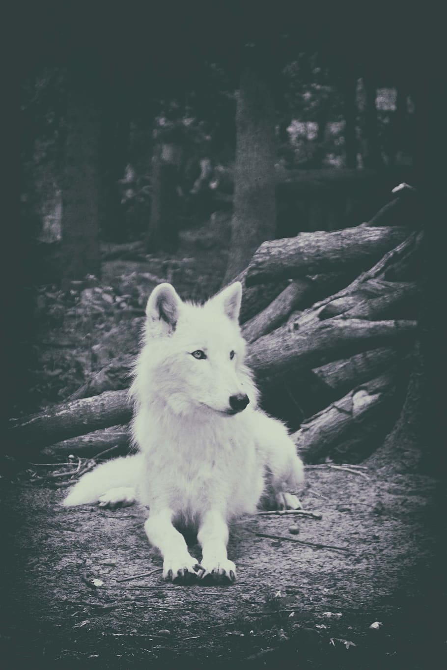 wolf, white wolf, mammal, nature, animal world, mysterious, animal, wild, cute, beautiful