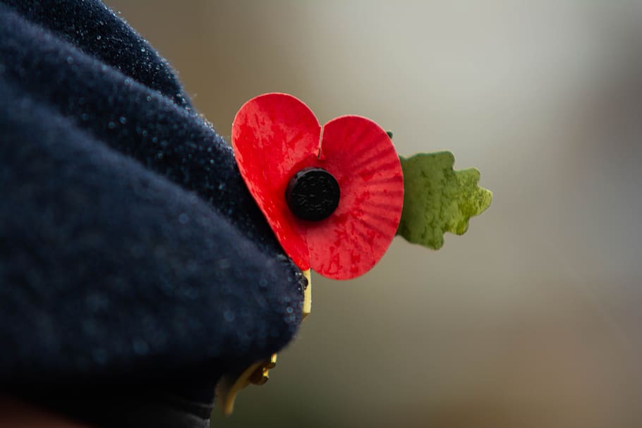 dia da lembrança, papoula, papoilas, lembrança, guerra, memorial, vermelho, símbolo, flor, militar