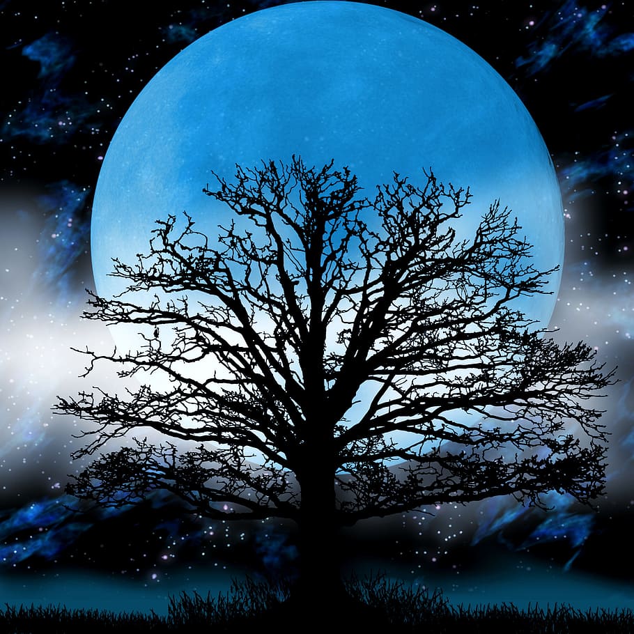 lua, árvore, nevoeiro, fantasia, noite, ilustração, céu, silhueta, luar, lua cheia