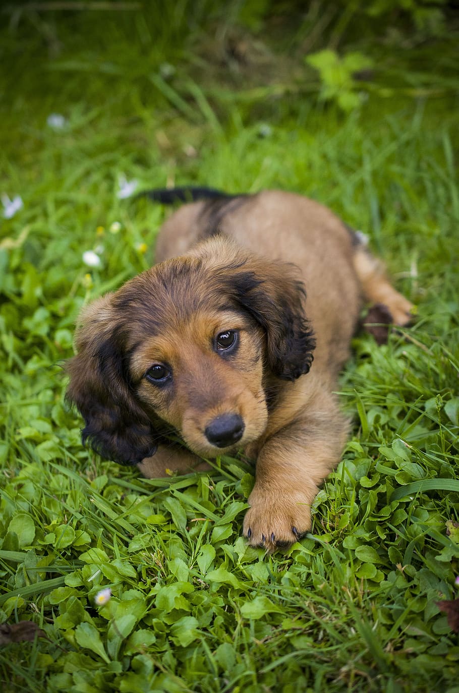 dachshund, puppy, grass, outdoors, cute, dog, one animal, canine, mammal, domestic