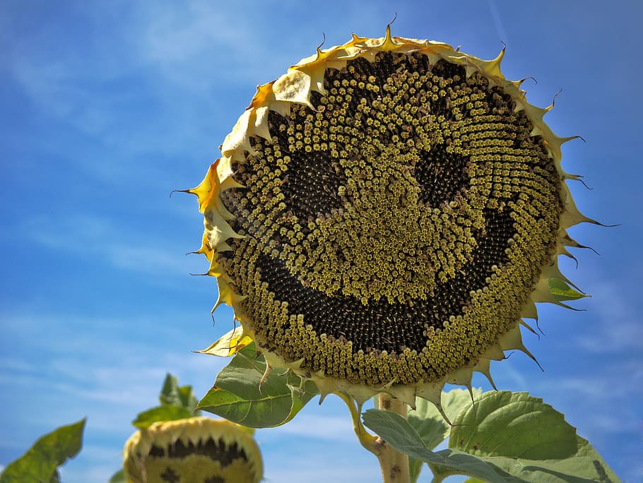 sunflower, laugh, face, summer, flower, yellow, sunshine, smile, blossom, bloom