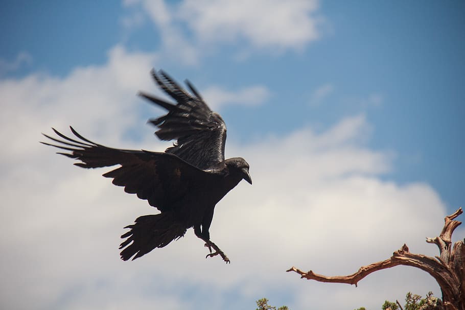 raven, bird, flying, black, wildlife, animal, wing, spread wings, cloud - sky, animals in the wild