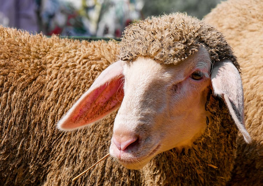 animal, sheep, wool, lamb, flock, animal portrait, agriculture, mammal, farm, ears