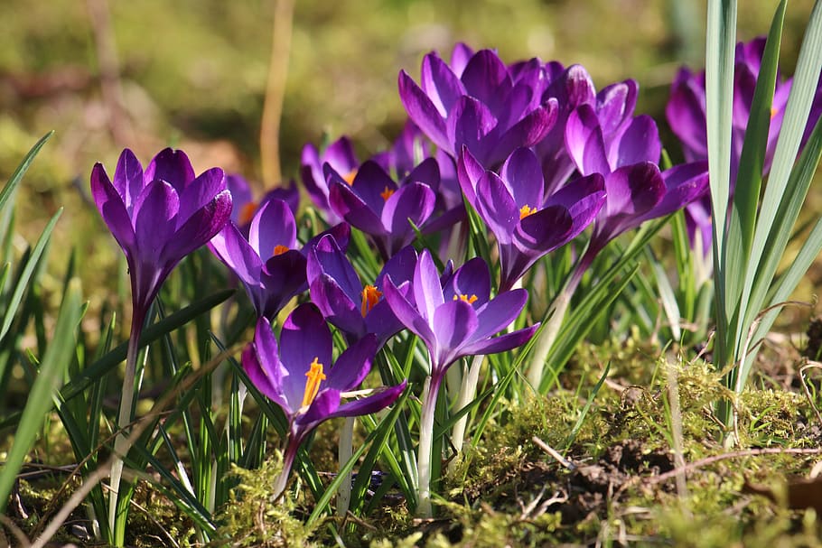 crocus, flowers, spring, purple, violet, garden, flowering plant, flower, plant, beauty in nature