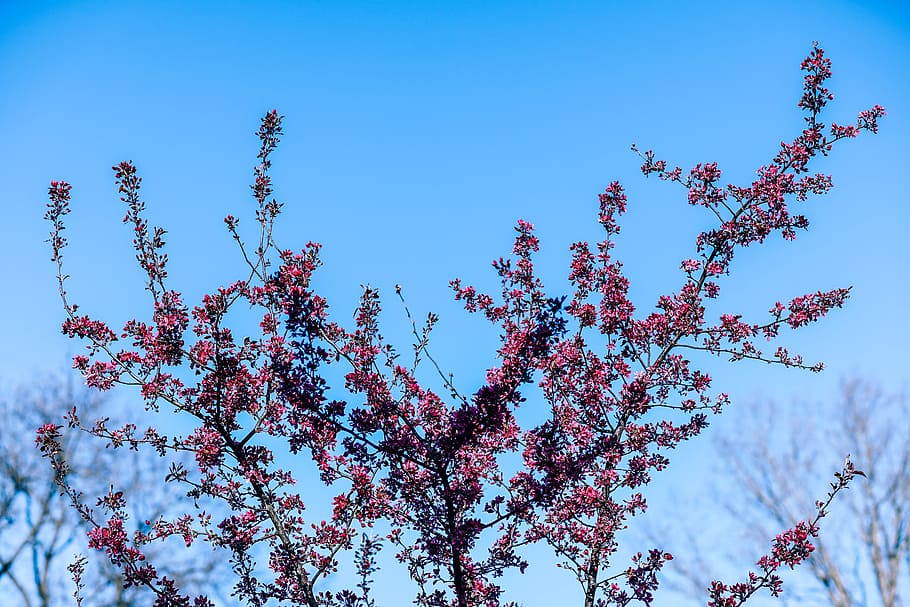 pretty cherry blossom, plant, sky, growth, low angle view, beauty in nature, tree, nature, clear sky, day