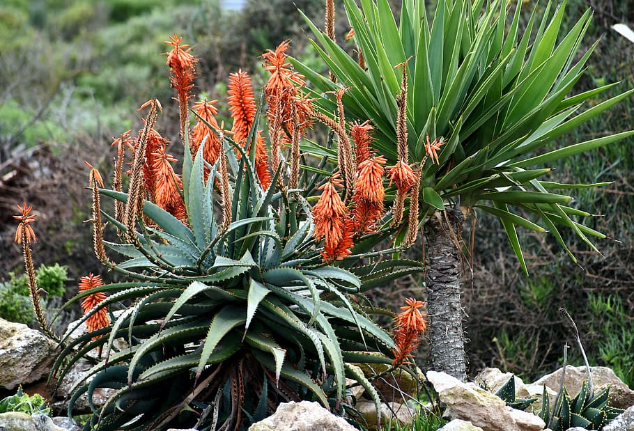 plant, aloes, hardy, dry environment, drought resistant, south africa, growth, nature, green color, beauty in nature