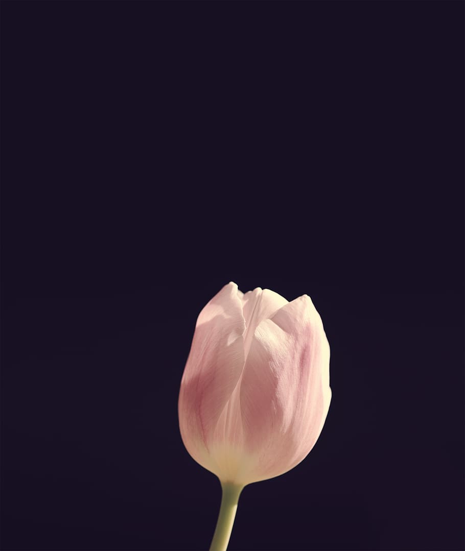 Tulip Flower Blossom Android Wallpaper Freshness Fragility Vulnerability Flowering Plant Studio Shot Black Background Pxfuel