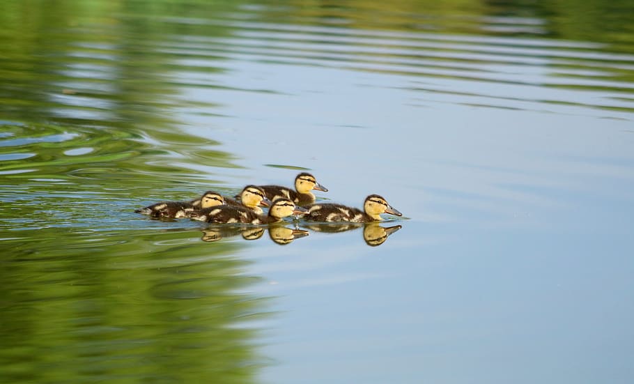 ducks, ducklings, brood, cute, water, surface, pond, summer, animals in the wild, lake