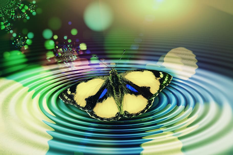 butterfly, wave, circle, meditation, reflection, middle, center, transcendence, transcendental, sinking
