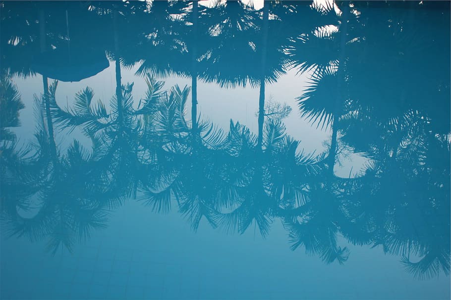 blue, water, reflection, palm trees, tree, winter, plant, cold temperature, snow, nature